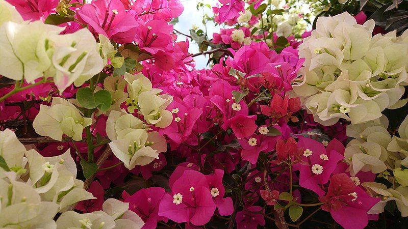 File:Bougainvillea, Behbahan.jpg