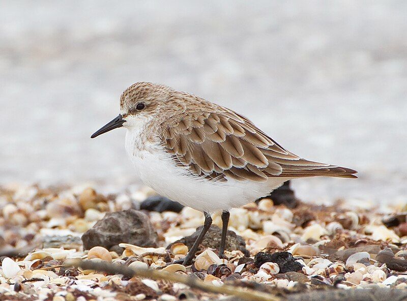 File:Calidris ruficollis 2.jpg