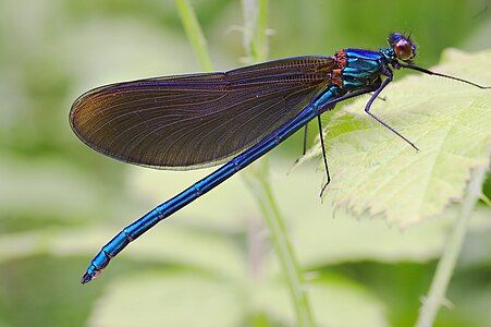 Beautiful demoiselle, by MichaD