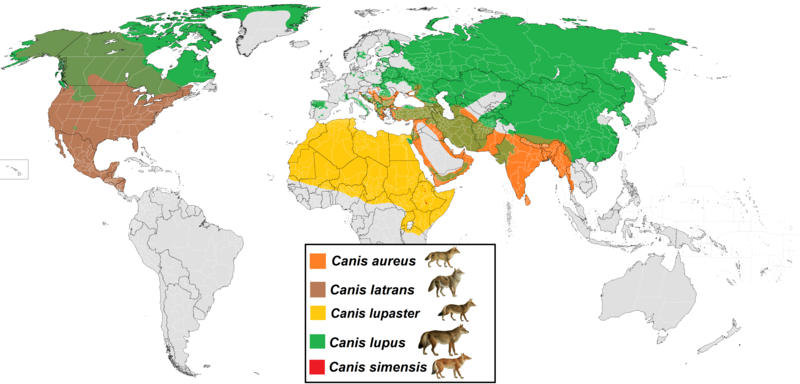 File:Canis distribution.png