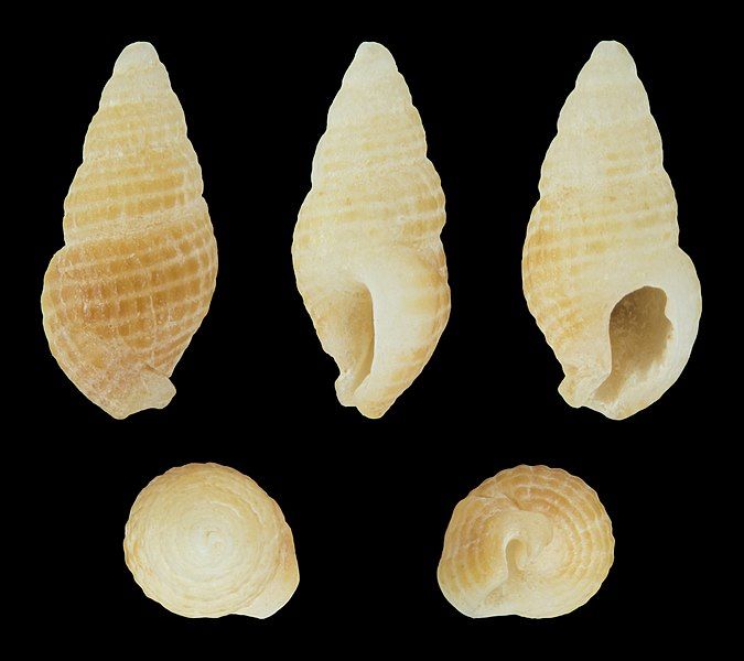 File:Chauvetia lefebvrii 01.jpg