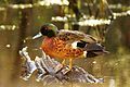 A Chestnut Teal