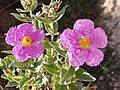 Cistus cottony