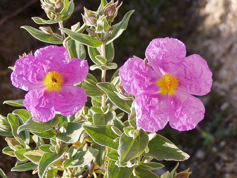 File:Cistus albidus flowers.jpg