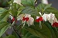 Clerodendrum thomsoniae