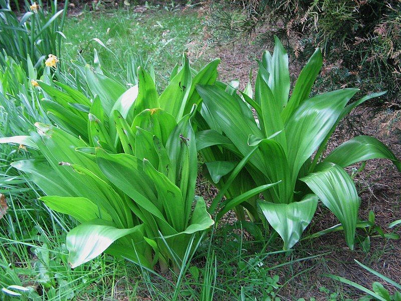 File:Colchicum byzantinum leaves2.jpg