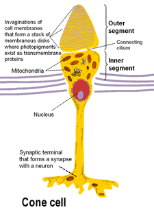 Cone cell structure