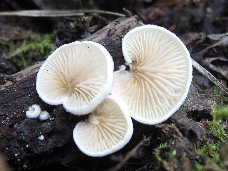 File:Crepidotus versutus.JPG