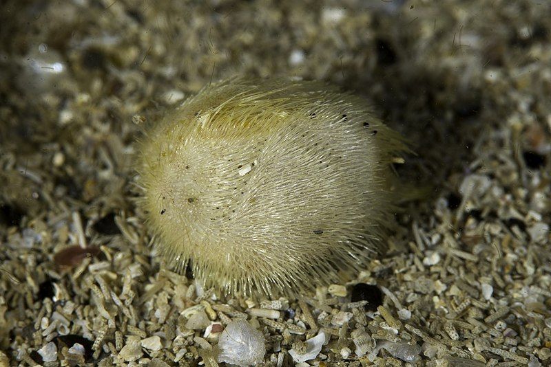 File:Echinocardium flavescens.jpg