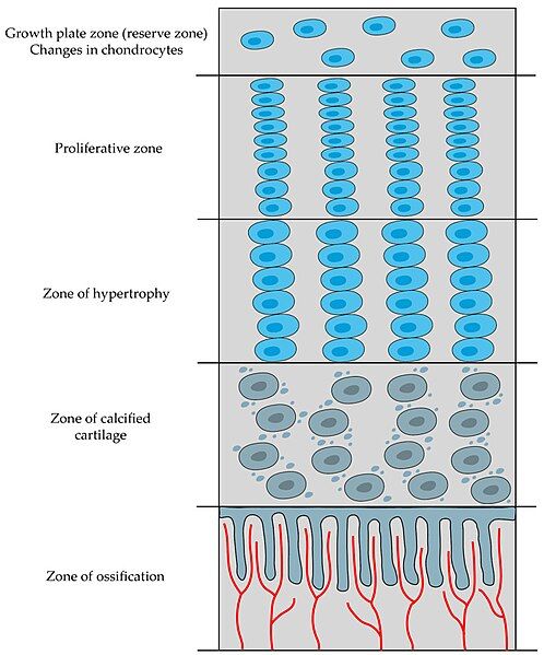 File:Epiphyseal growth plate.jpg