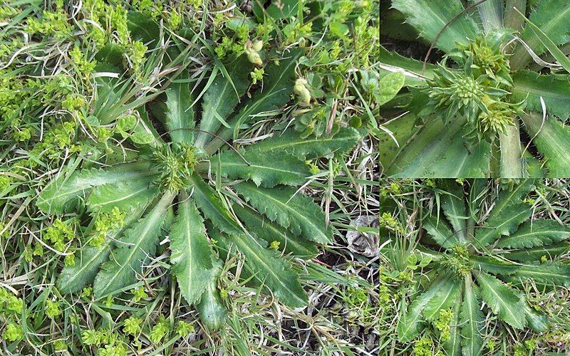 File:Eryngium nudicaule poster.jpg