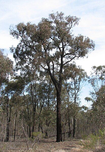 File:Eucalyptus tricarpa.jpg