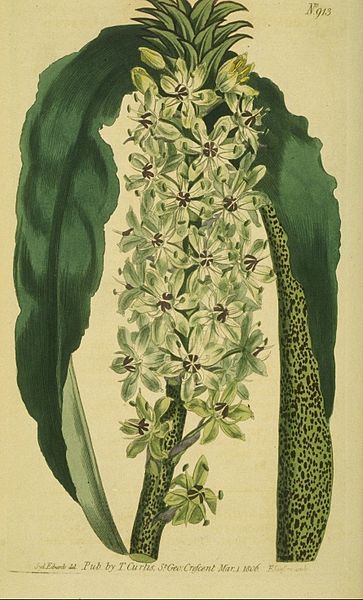 File:Eucomis punctata 913.jpg