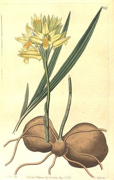 File:Eulophia ensata.jpg