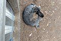 Flemish Giant rabbit