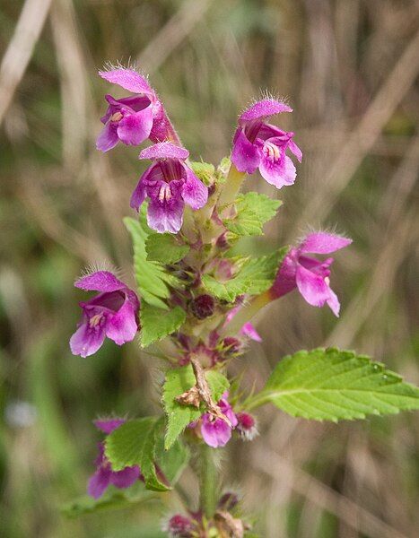 File:Galeopsis pubescens 060805a.jpg