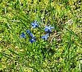 Gentiana bavarica