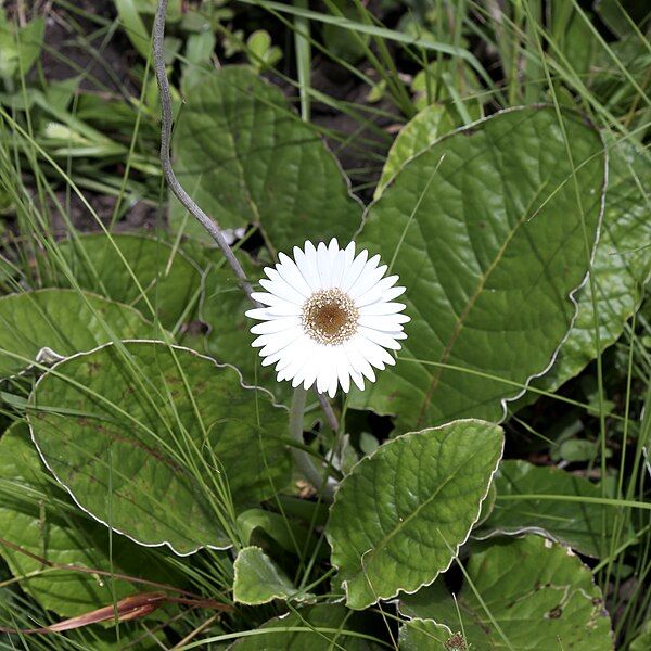 File:Gerbera ambigua.jpg