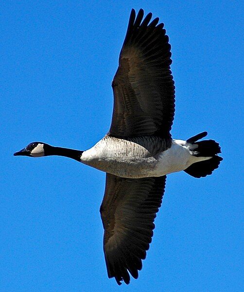 File:Goose-flying.jpg