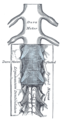 The medulla spinalis and its membranes.