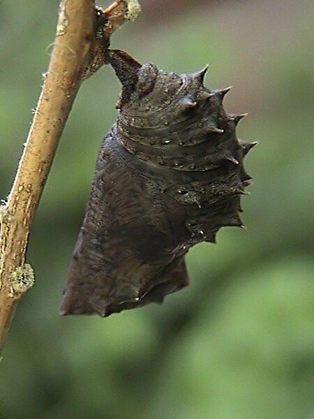 File:Great eggfly pupa.jpg