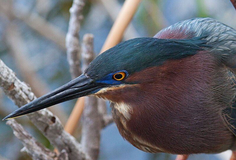 File:Green Heron.jpg