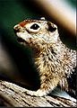 Idaho ground squirrel