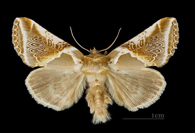 File:Habrosyne pyritoides MHNT.CUT.2012.0.356.Crest-Voland.Dos.jpg