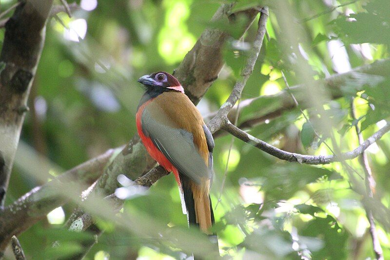 File:Halsbandtrogon .jpg