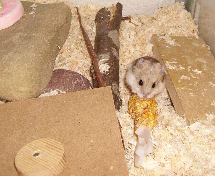 File:Hamster.JPG