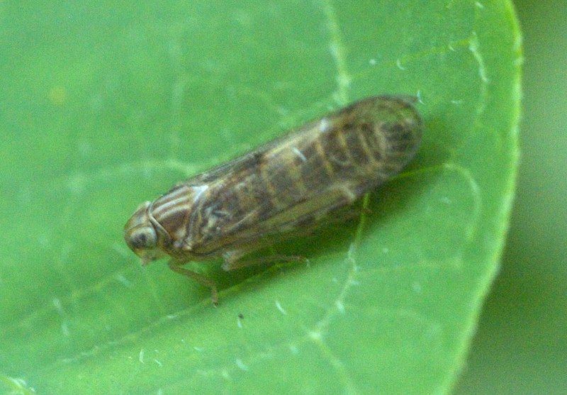 File:Haplaxius P1150688a.jpg