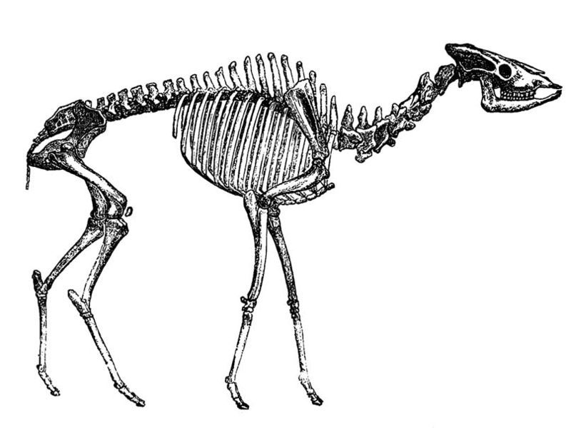 File:Helladotherium.jpg