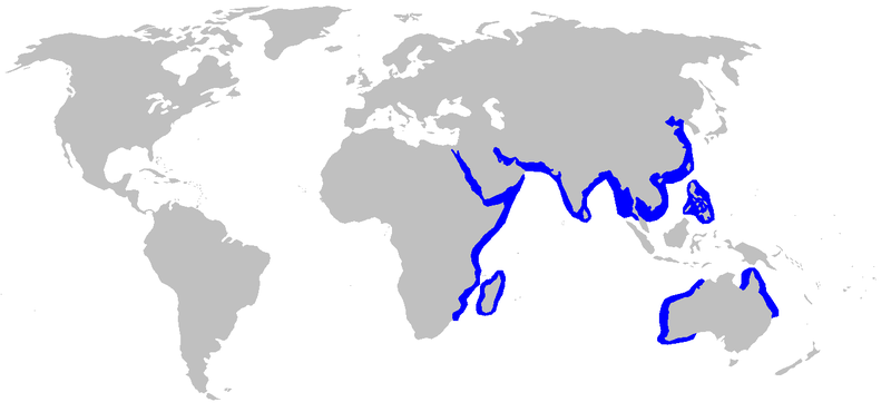 File:Hemipristis elongatus distmap.png