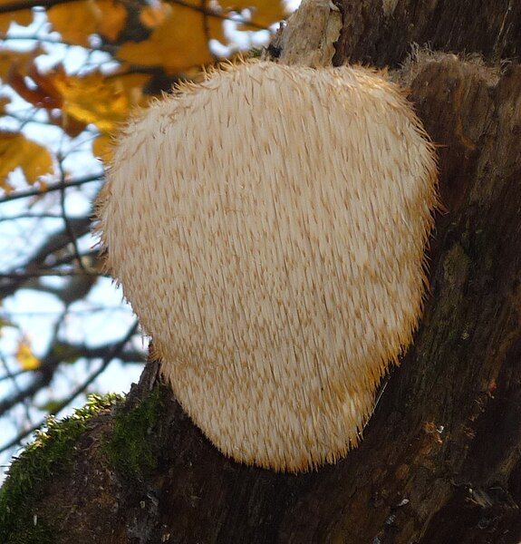 File:Hericium erinaceus.JPG