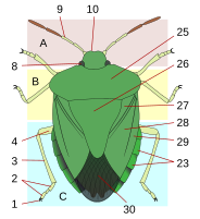 26 = Heteroptera scutellum