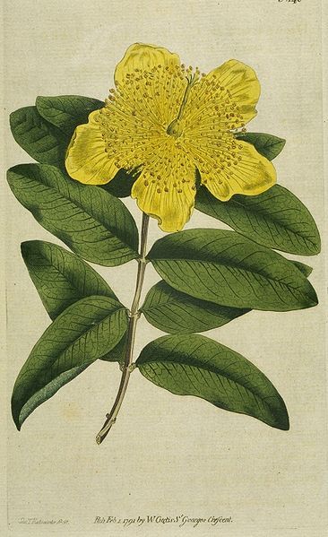 File:Hypericum Calycinum (Edwards).jpg