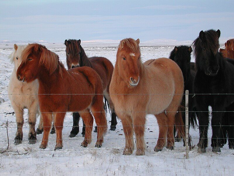 File:Iceland horse.jpg