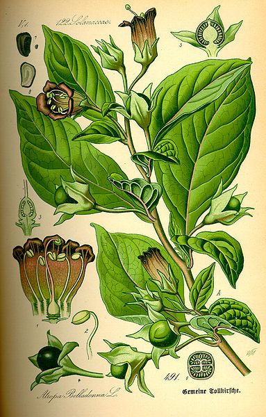 File:Illustration Atropa bella-donna0.jpg