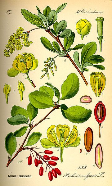 File:Illustration Berberis vulgaris0.jpg