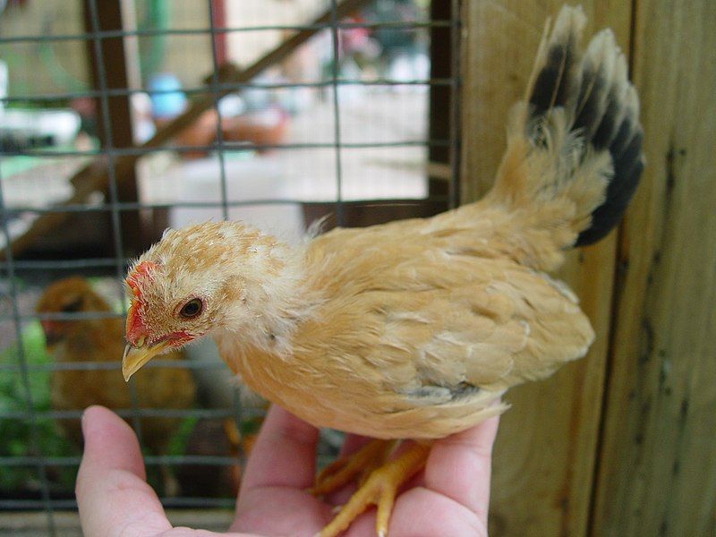 File:Japanese Bantam cockerel.jpg