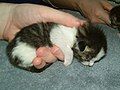 This kitten is so small it fits in your hand.