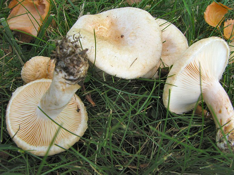 File:Lactarius pubescens 29377.jpg