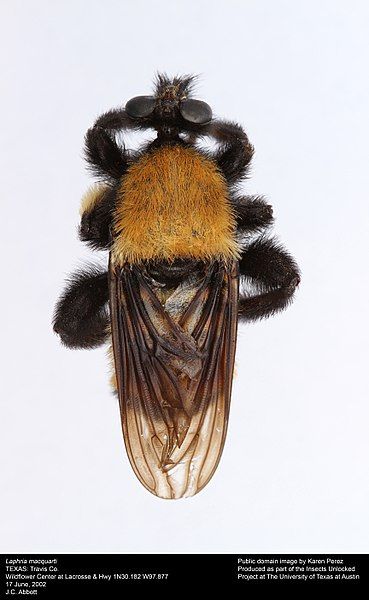 File:Laphria macquarti (18333151816).jpg