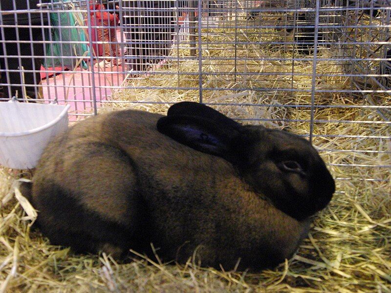 File:Lapin-chamois-de-thuringe SDA2014.JPG