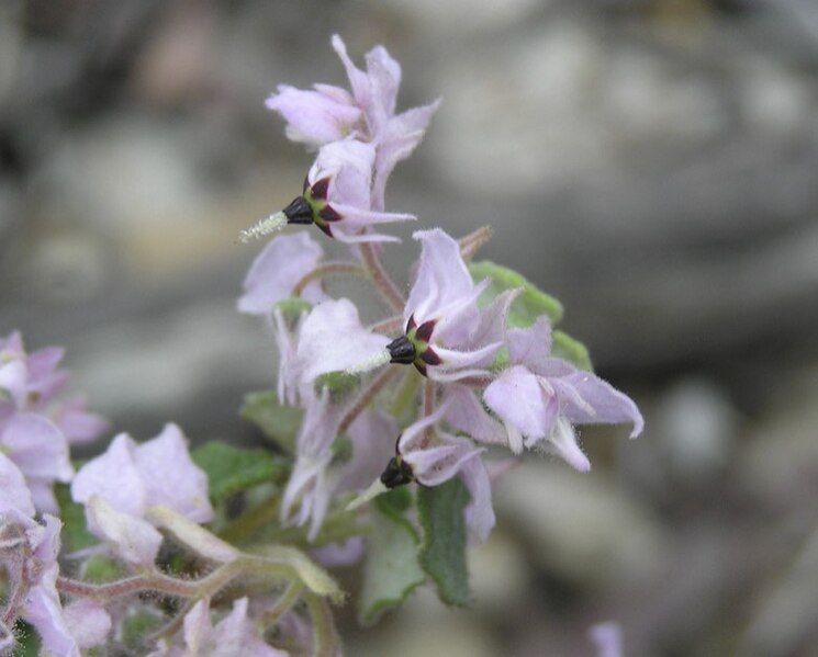 File:Lasiopetalum rotundifolium.jpg