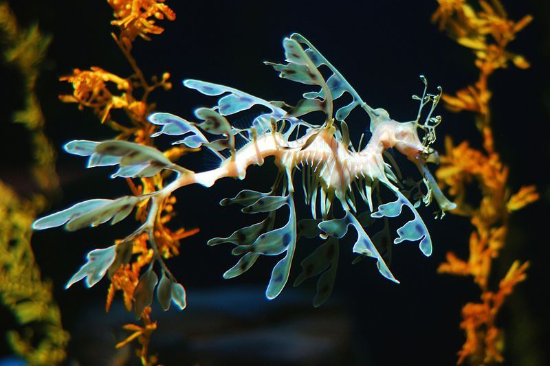 File:Leafy Sea Dragon.jpg