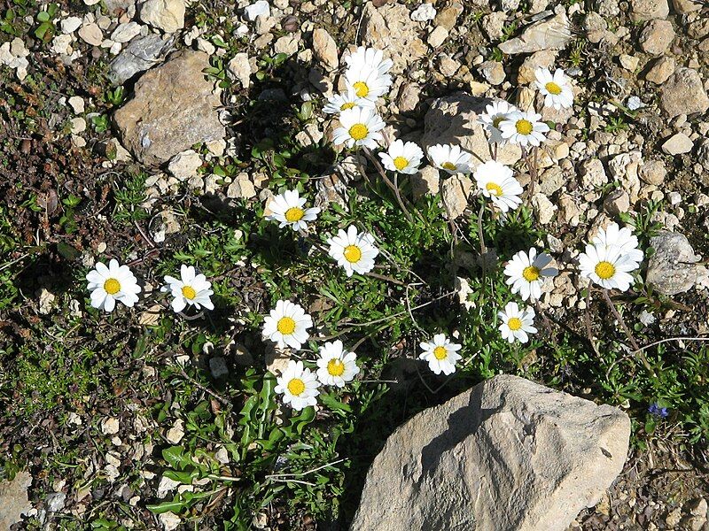 File:Leucanthemopsis alpina001.jpg