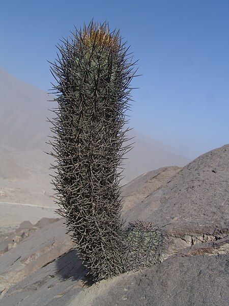 File:Loxanthocereus xylorhizus.jpg