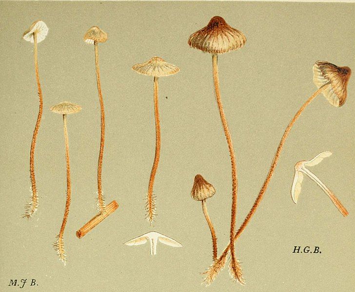 File:MCCookePlate149detailRhizomarasmiusundatus.jpg