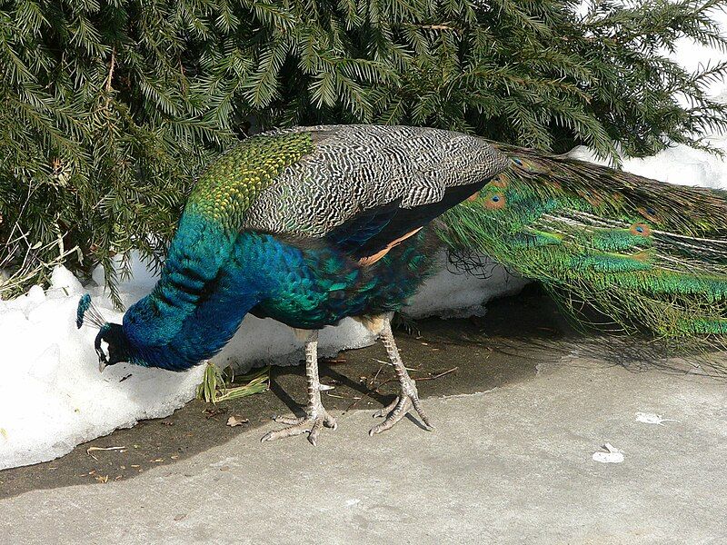 File:MP-Pavo cristatus 15.jpg